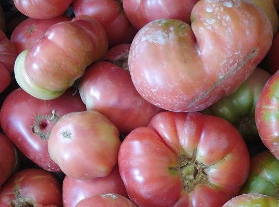 Tomàquet rosa ple