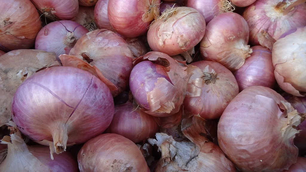 Ceba d'Amposta (cal 60-80)