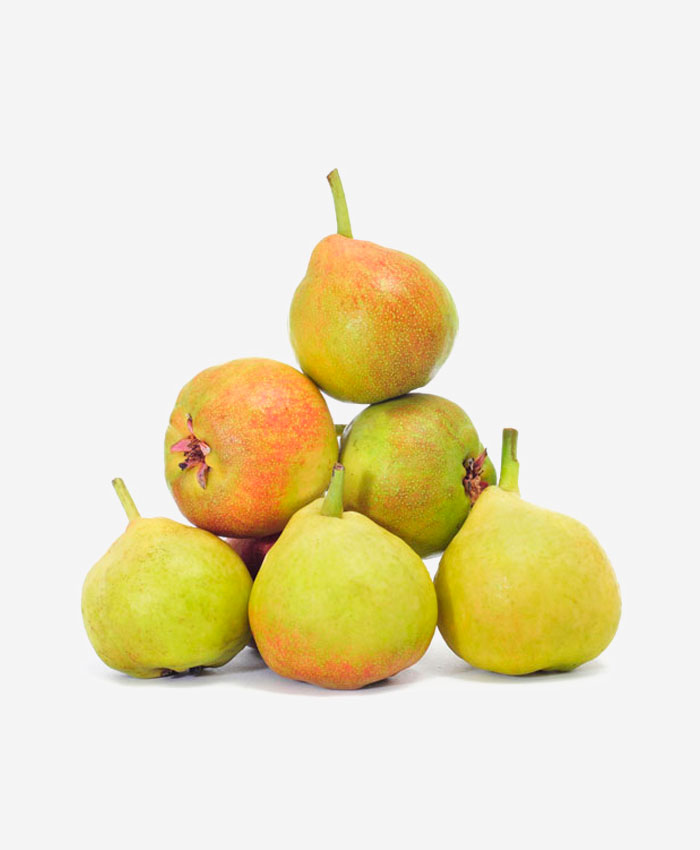 Pera magallona (Sant Joan)