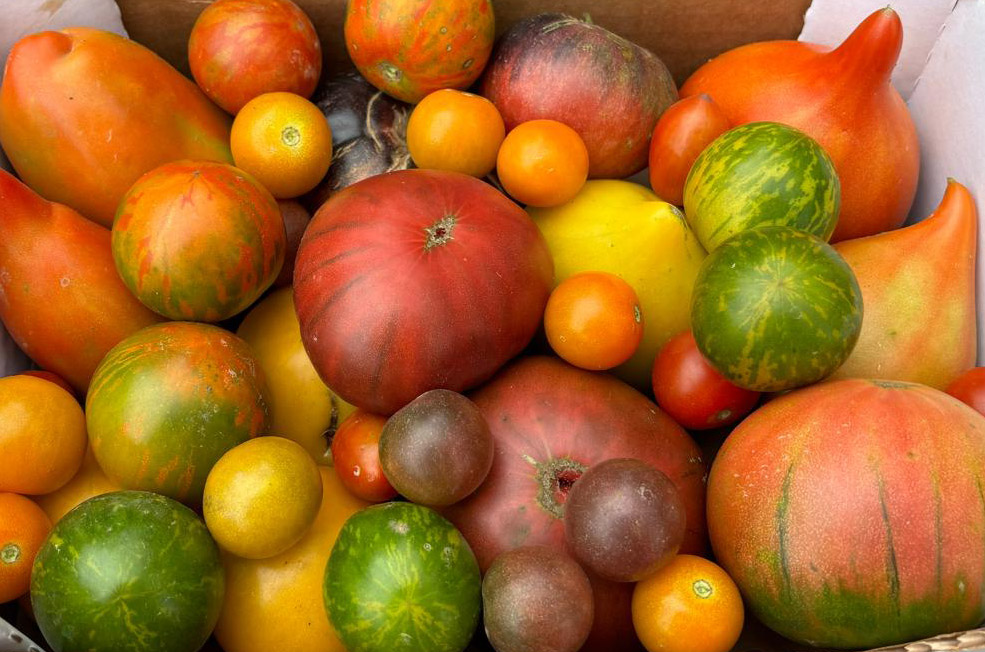 Tomàquets fantasia (2kg)