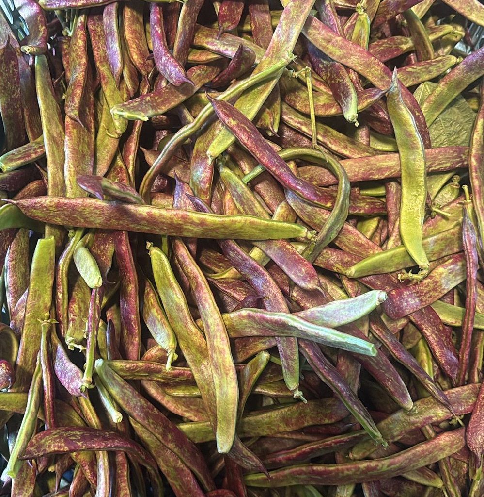 Bajoca perona vermella