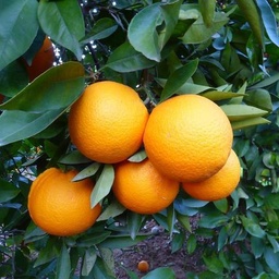 Taronja