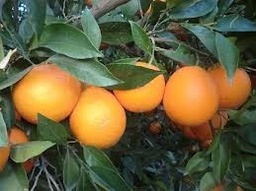 Taronja Suc
