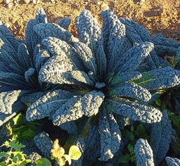 Col kale Cavolo Nero