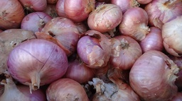 Ceba d'Amposta (cal 60-80)