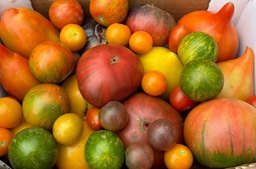 Tomàquets fantasia (2kg)